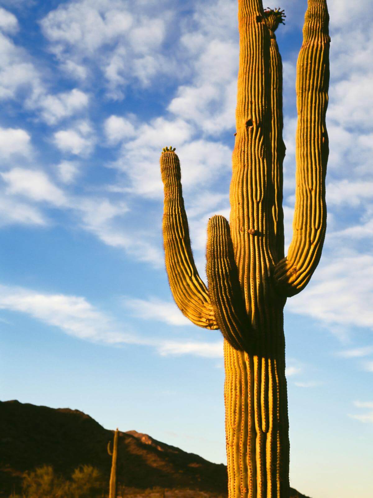 An image of Goodyear Wrangler DuraTrac tires, displaying their ruggedness and versatility.